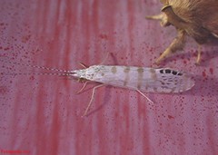 Nectopsyche exquisita