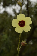 Hibiscus hispidissimus