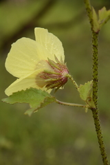 Hibiscus hispidissimus