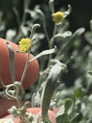 Artemisia absinthium