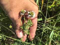 Dalea multiflora