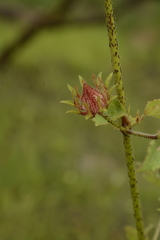 Hibiscus hispidissimus