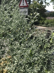Artemisia absinthium
