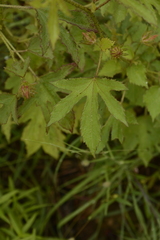 Hibiscus hispidissimus