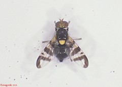 Rhagoletis cerasi