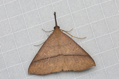 Marapana