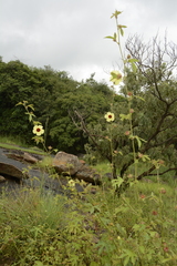 Hibiscus hispidissimus