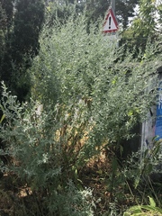 Artemisia absinthium