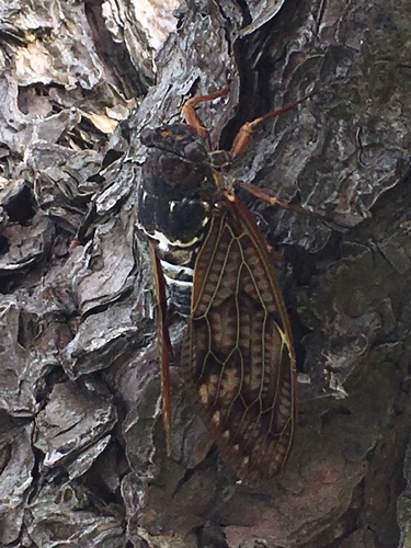 照片45225987,(c) normant,保留部分权利(cc by-nc)