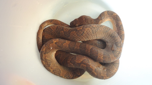 Leptodeira annulata