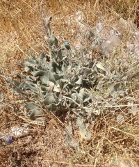 Anchusa strigosa