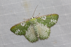 Eucyclodes albisparsa