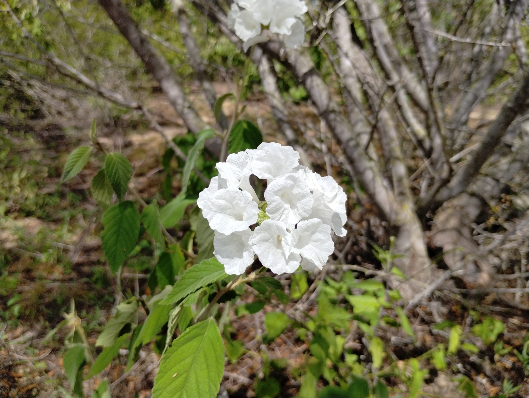 Varronia leucocephala