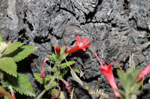Image of Loeselia mexicana by (c) Rodolfo Maximiliano Gutiérrez-Sánchez, some rights reserved (CC BY)