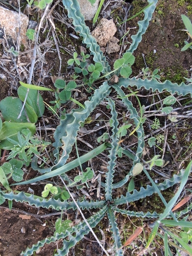 Drimia purpurascens