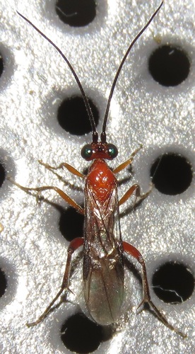 Zelomorpha