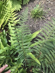 Polystichum setiferum