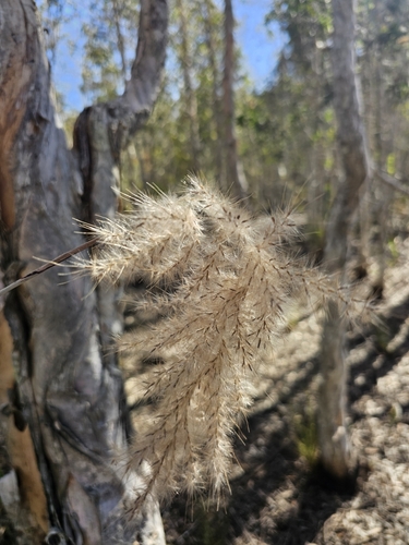 Image of Sugarcane Plumegrass (Erianthus giganteus) by (c) Patrick Belk, some rights reserved (CC BY)