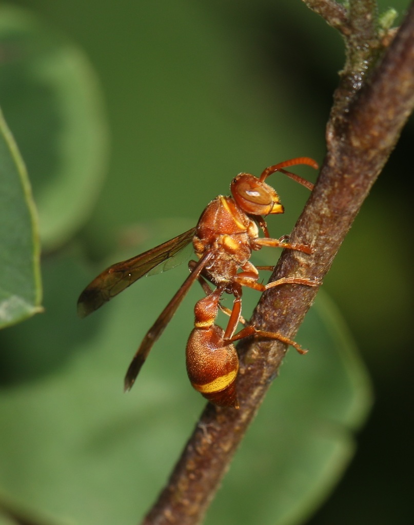 Ropalidia marginata from Hambantota, Sri Lanka on July 15, 2019 at 09: ...