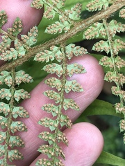 Polystichum setiferum