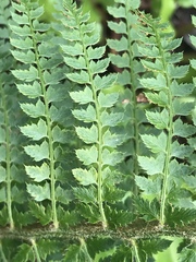Polystichum setiferum