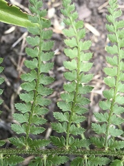 Polystichum setiferum