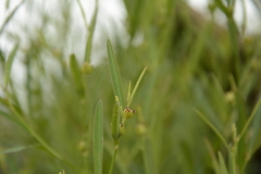 Microstachys chamaelea
