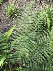 Polystichum setiferum