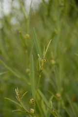 Microstachys chamaelea