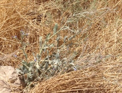 Anchusa strigosa