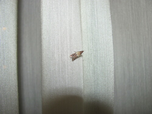 Indian meal moth