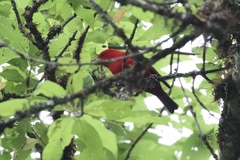 Carpodacus sipahi