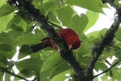 Carpodacus sipahi