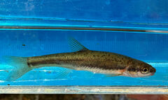 Blackside Dace photo 5