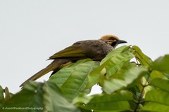 Pycnonotus zeylanicus