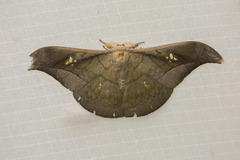 Antheraea rosieri