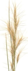 Aristida junciformis