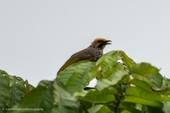 Pycnonotus zeylanicus