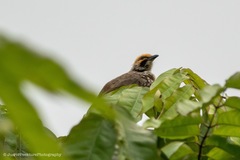 Pycnonotus zeylanicus