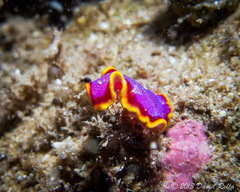 Pseudoceros ferrugineus