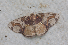 Astygisa circularia