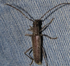 Aneflus obscurus