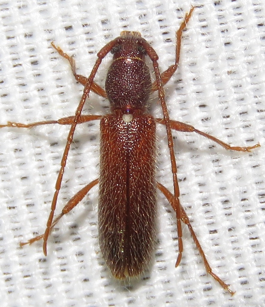 Anopliomorpha rinconia