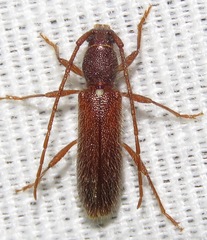 Anopliomorpha rinconia