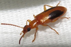 Statira nigromaculata