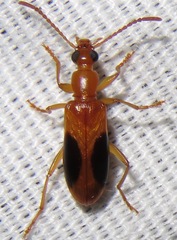 Statira nigromaculata