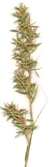 Cymbopogon nardus