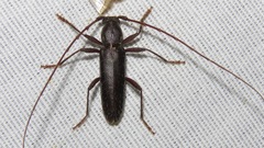 Stenelaphus alienus