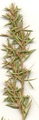 Cymbopogon nardus