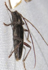 Stenelaphus alienus